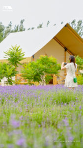 Safari Tents in the Lavender Fields
