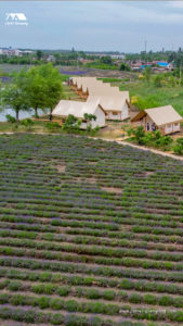 Safari Tents in the Lavender Fields