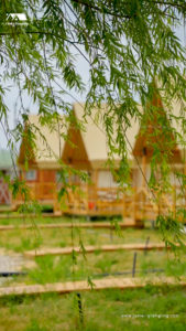 Safari tents with willows